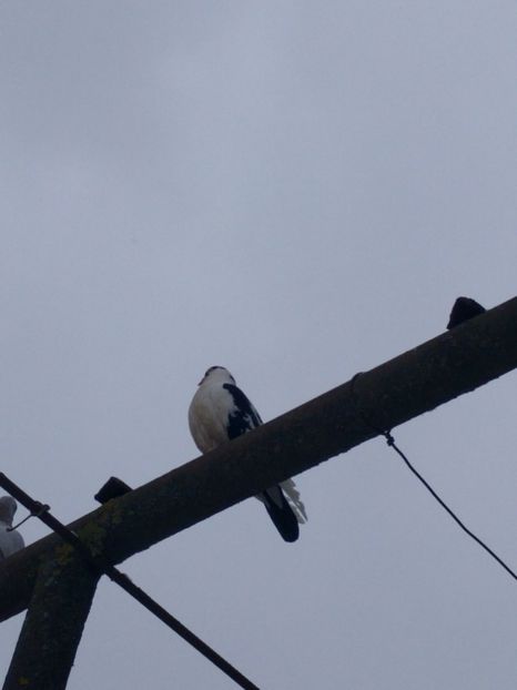  - De vanzare 7 jucatori de galati