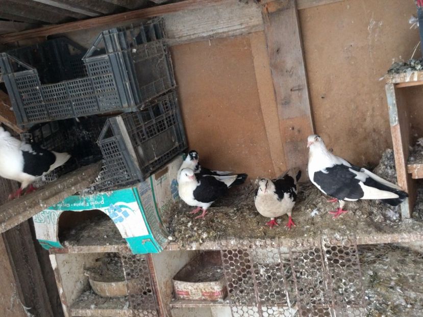  - De vanzare 7 jucatori de galati