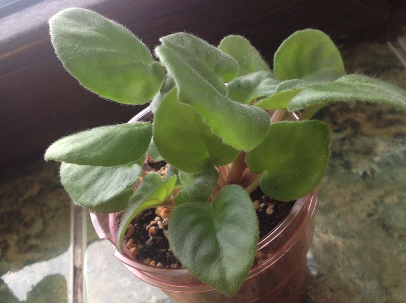  - Saintpaulia ionantha subsp grotei