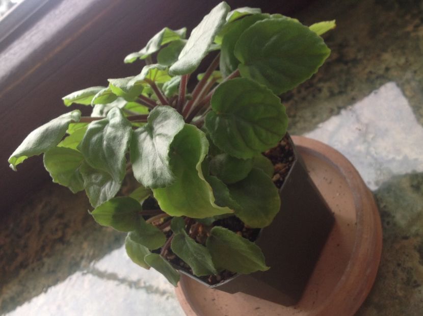  - Saintpaulia orbicularis