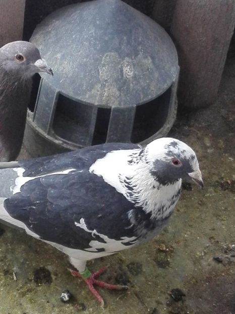 F 2018 - Voiajori sport 2019