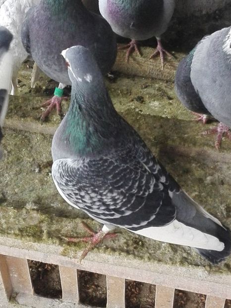 M 2018 - Voiajori sport 2019