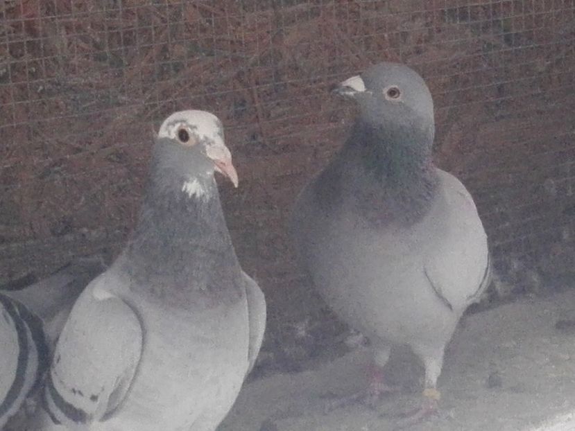 F 2018, F 2017 - Voiajori sport 2019