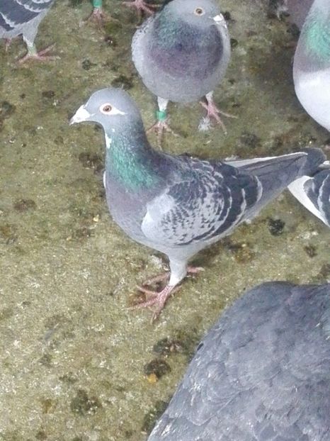 M 2018 - Voiajori sport 2019