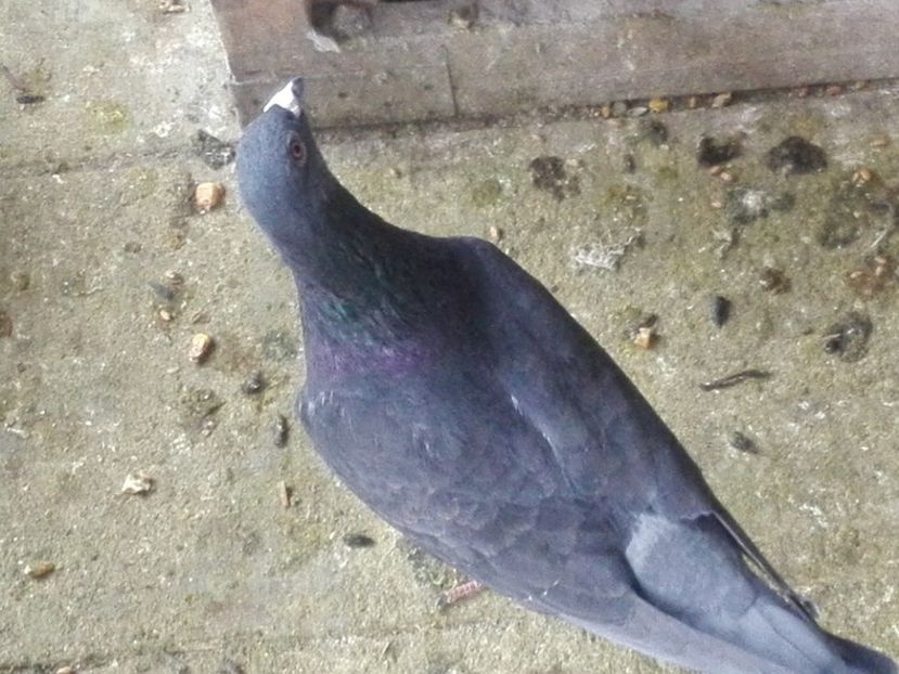 M 2018 - Voiajori sport 2019