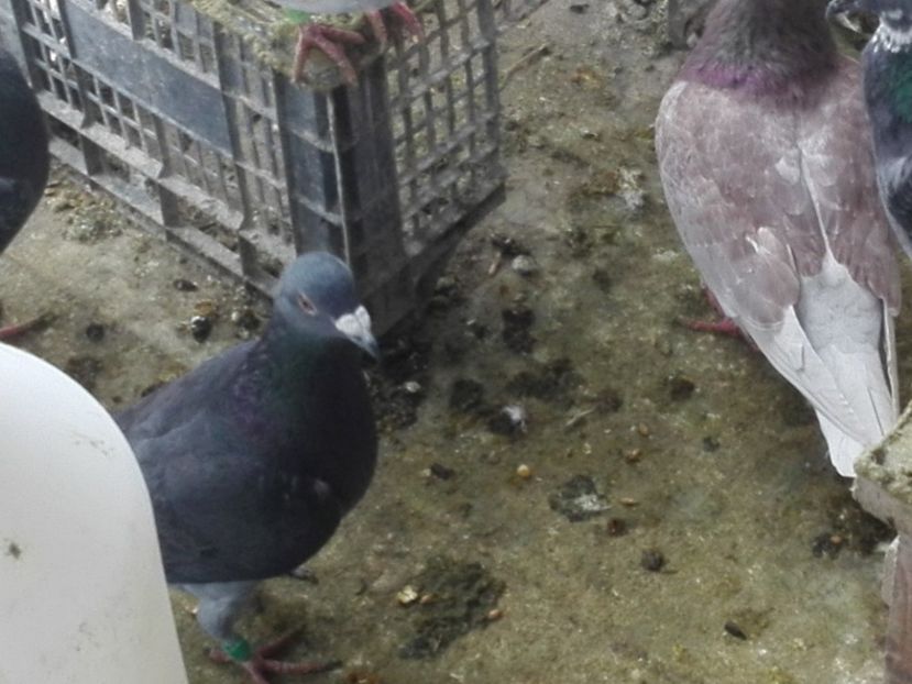 M 2018 - Voiajori sport 2019