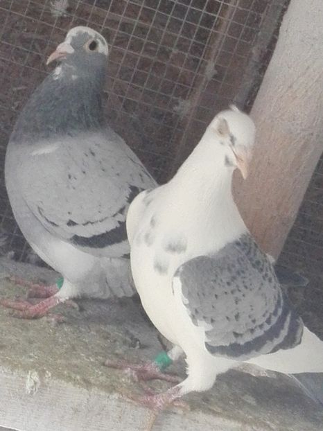 F 2018, F 2018 - Voiajori sport 2019