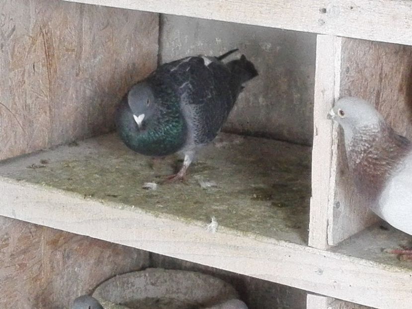 M 2018 - Voiajori sport 2019