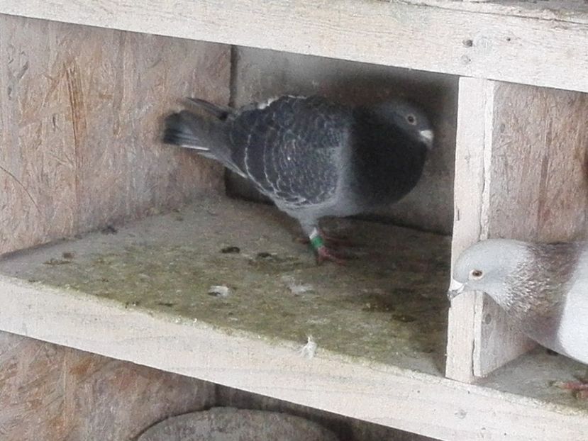 M 2018 - Voiajori sport 2019