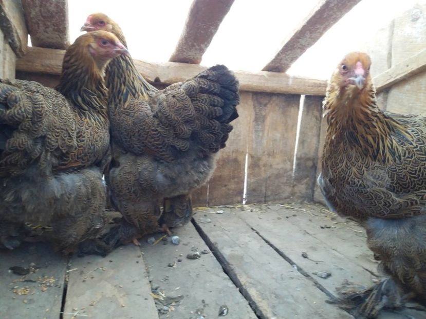 fogoly02 - 10-BRAHMA POTARNICHIU