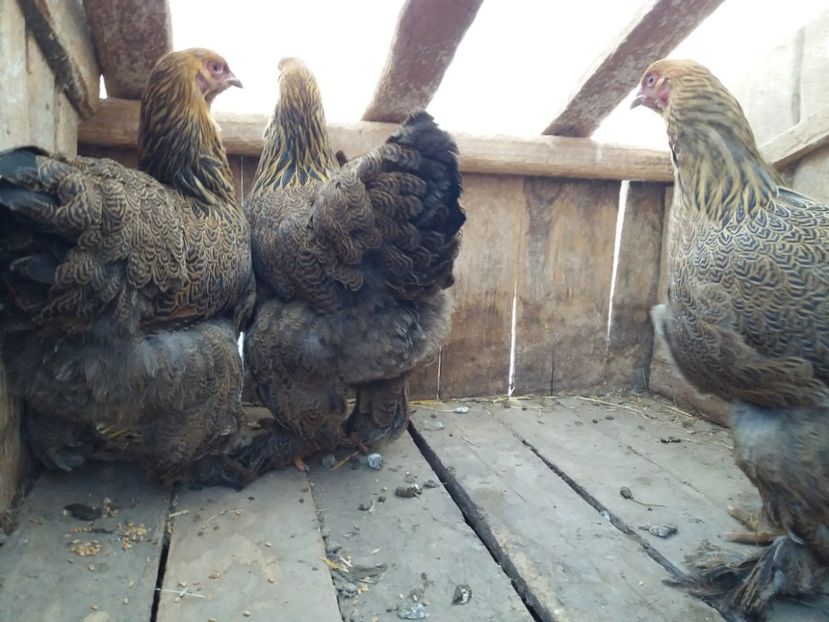 fogoly03 - 10-BRAHMA POTARNICHIU