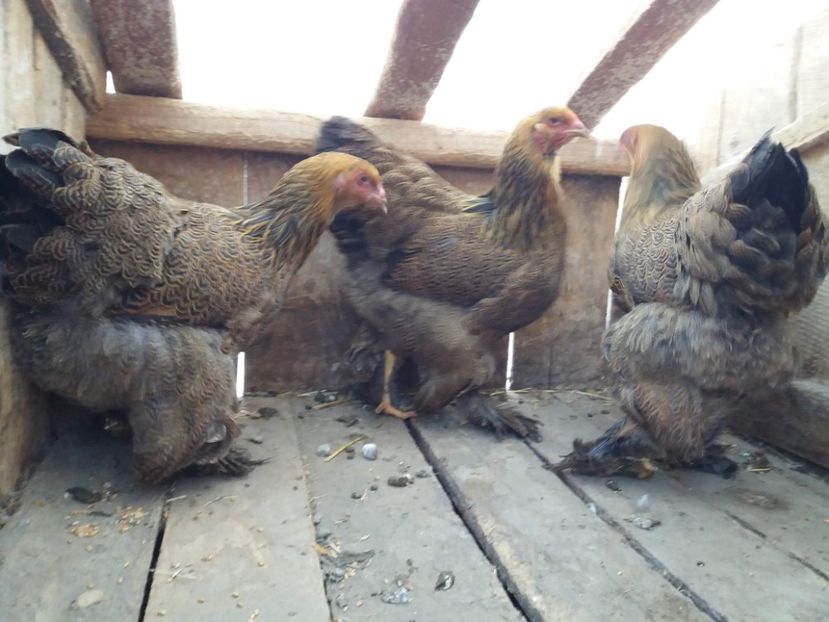 fogoly05 - 10-BRAHMA POTARNICHIU