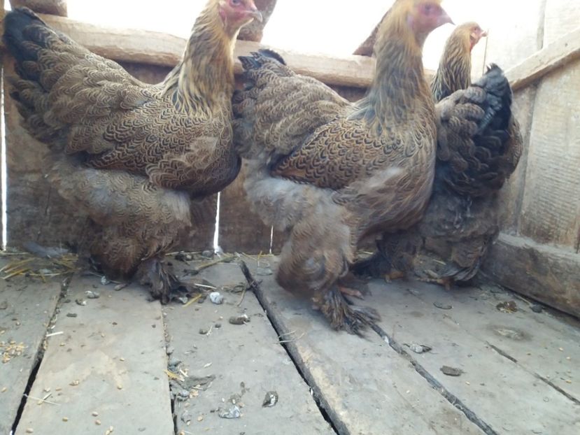 fogoly06 - 10-BRAHMA POTARNICHIU