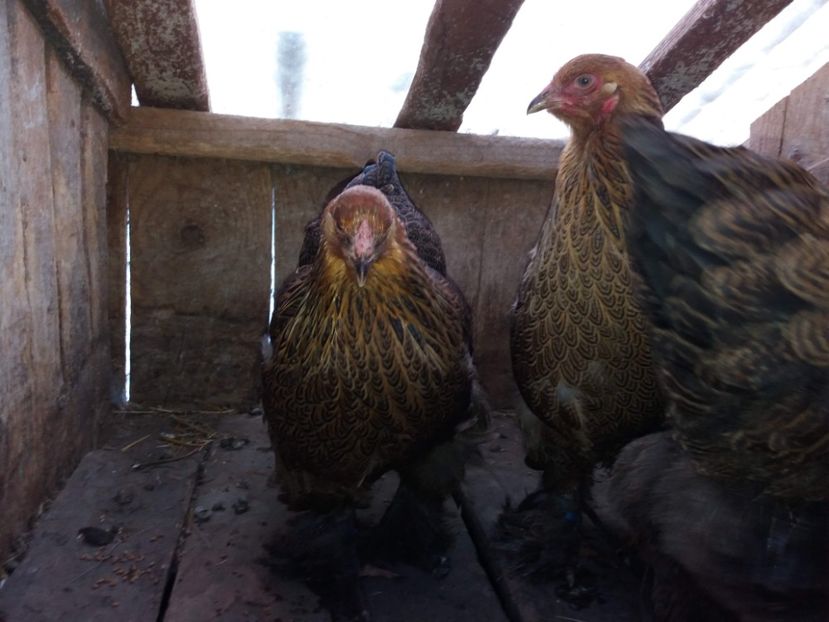 fogoly09 - 10-BRAHMA POTARNICHIU