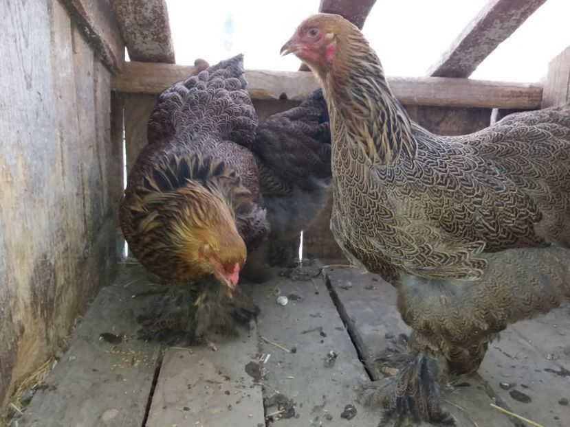 fogoly11 - 10-BRAHMA POTARNICHIU