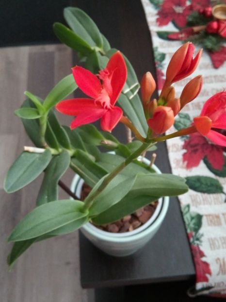 Reinflorire - florile mele dragi