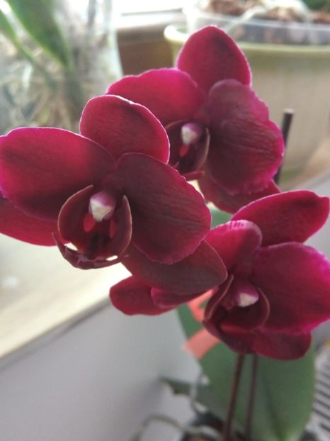 Reinflorire - florile mele dragi