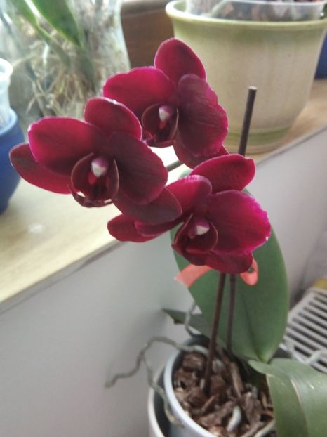 Reinflorire - florile mele dragi