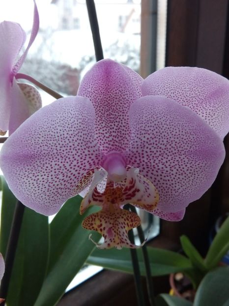  - florile mele dragi