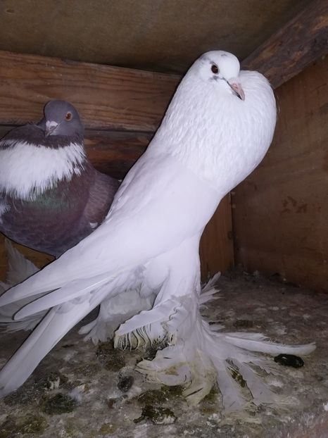  - Gusati de pomerania