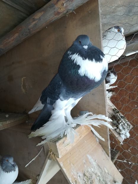  - Gusati de pomerania