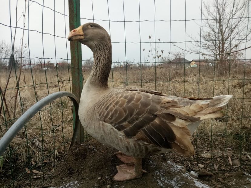  - B7 - Gâște Tula - Tula geese Tula Ganse