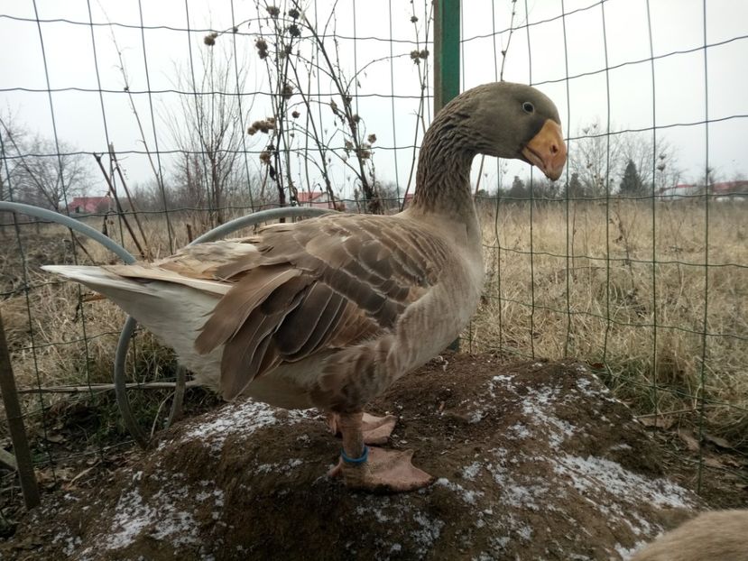  - B7 - Gâște Tula - Tula geese Tula Ganse