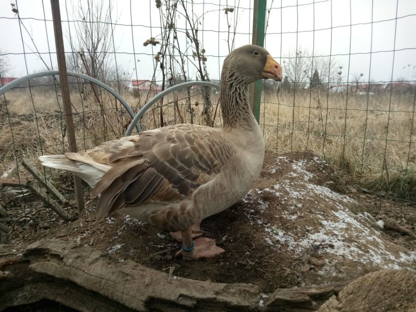  - B7 - Gâște Tula - Tula geese Tula Ganse