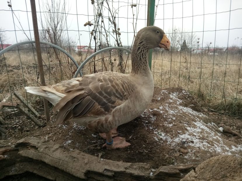  - B7 - Gâște Tula - Tula geese Tula Ganse