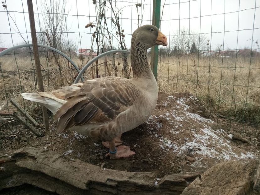  - B7 - Gâște Tula - Tula geese Tula Ganse