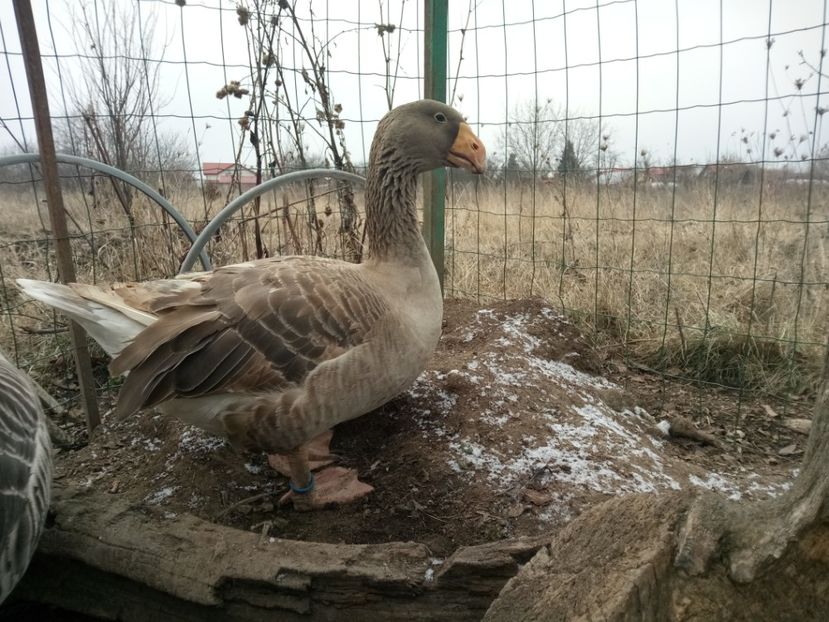  - B7 - Gâște Tula - Tula geese Tula Ganse