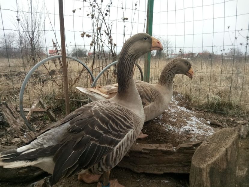  - B7 - Gâște Tula - Tula geese Tula Ganse