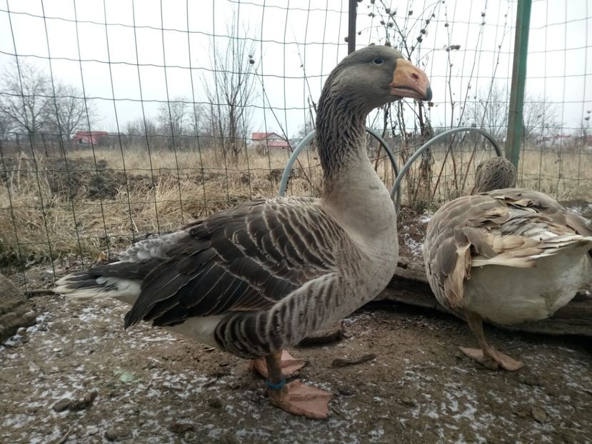  - B7 - Gâște Tula - Tula geese Tula Ganse