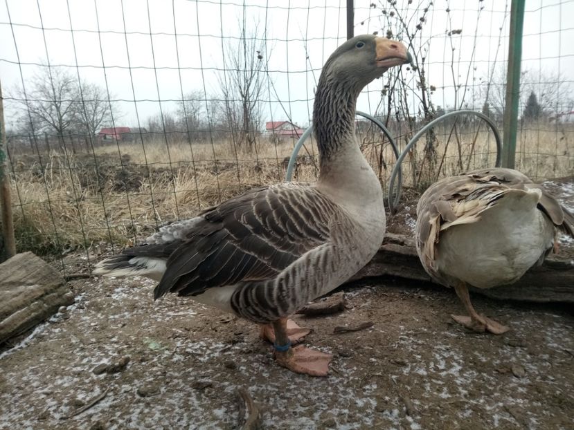 - B7 - Gâște Tula - Tula geese Tula Ganse
