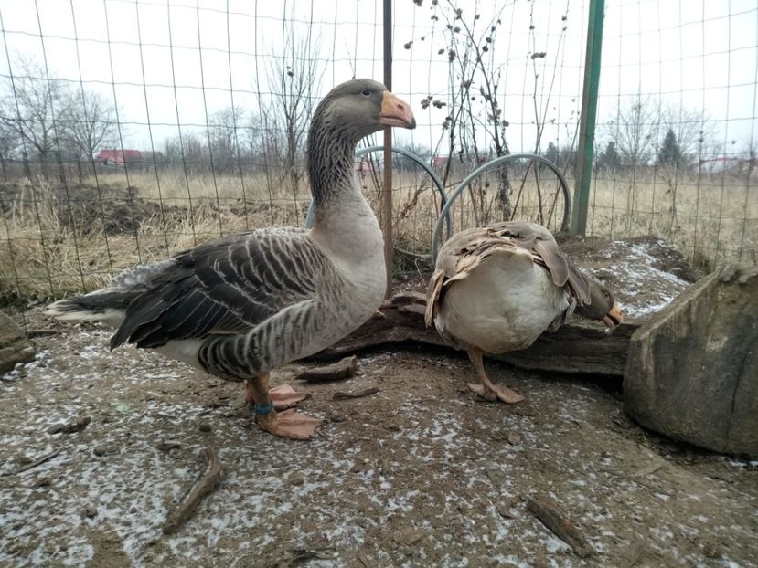  - B7 - Gâște Tula - Tula geese Tula Ganse