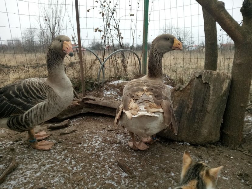  - B7 - Gâște Tula - Tula geese Tula Ganse