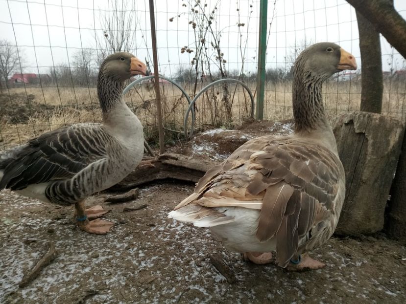 - B7 - Gâște Tula - Tula geese Tula Ganse