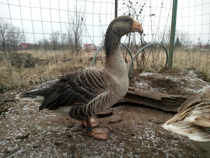  - B7 - Gâște Tula - Tula geese Tula Ganse