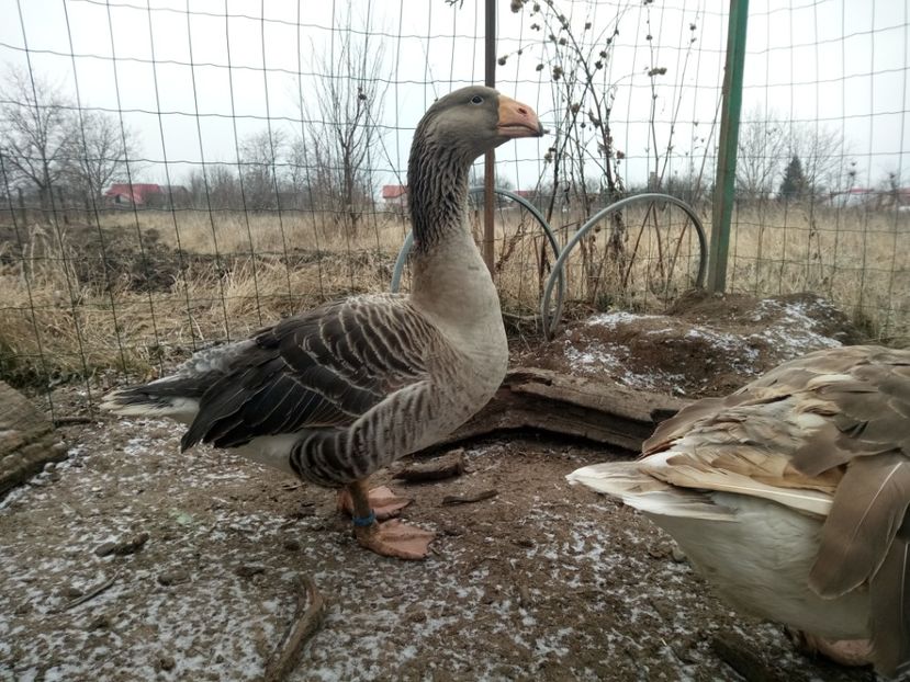  - B7 - Gâște Tula - Tula geese Tula Ganse