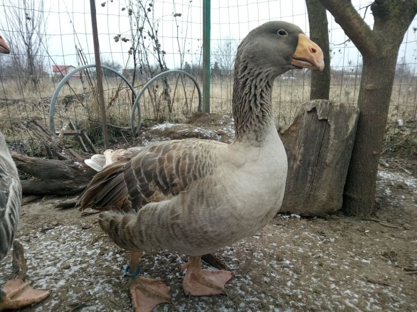 - B7 - Gâște Tula - Tula geese Tula Ganse