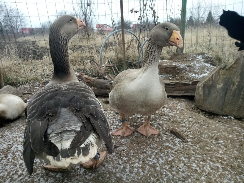  - B7 - Gâște Tula - Tula geese Tula Ganse