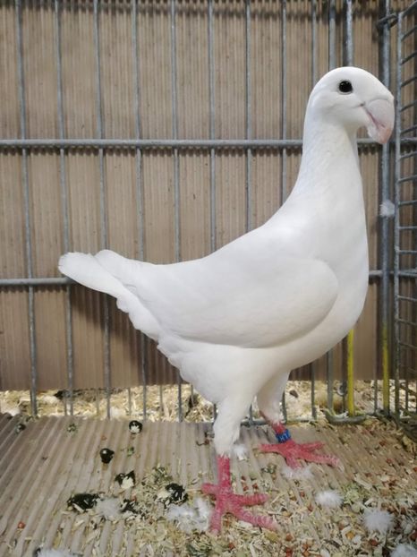  - Achizitii noi 2019 Halle