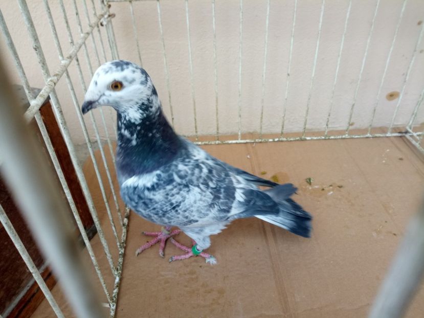 Belgia 18 - Voiajori straini-16