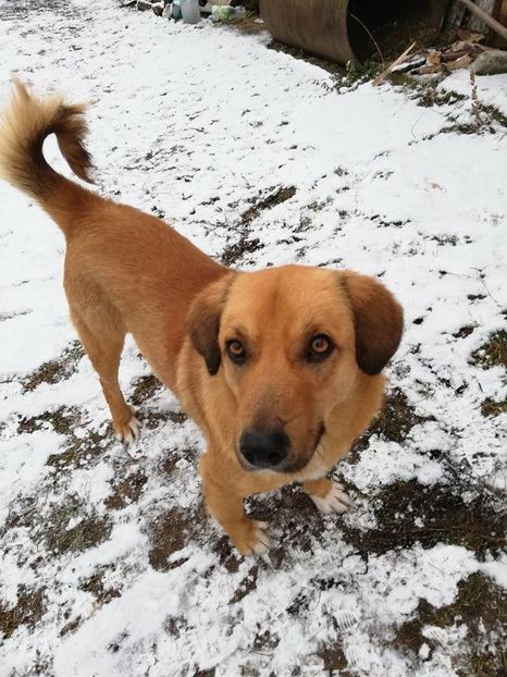  - ANIMĂLUȚELE NOASTRE