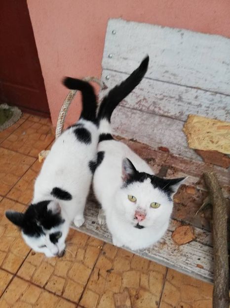  - ANIMĂLUȚELE NOASTRE