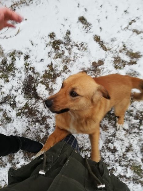  - ANIMĂLUȚELE NOASTRE