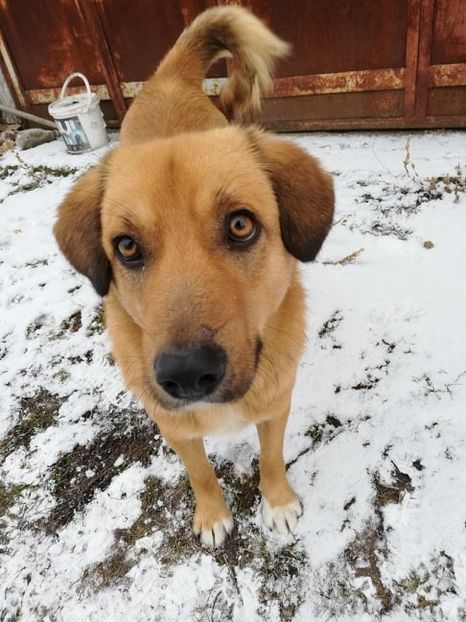  - ANIMĂLUȚELE NOASTRE