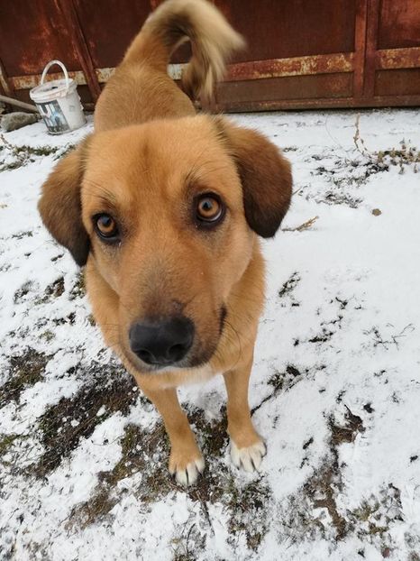  - ANIMĂLUȚELE NOASTRE