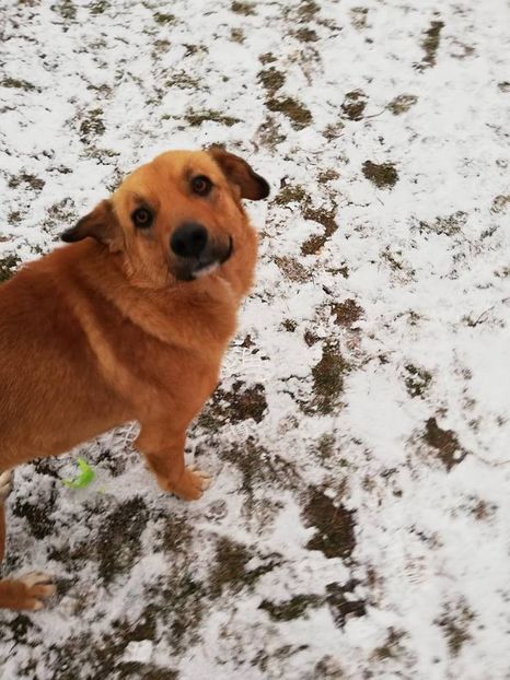  - ANIMĂLUȚELE NOASTRE