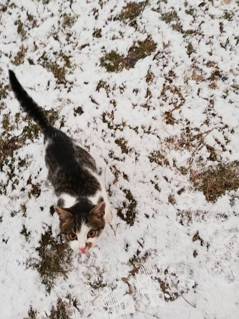  - ANIMĂLUȚELE NOASTRE